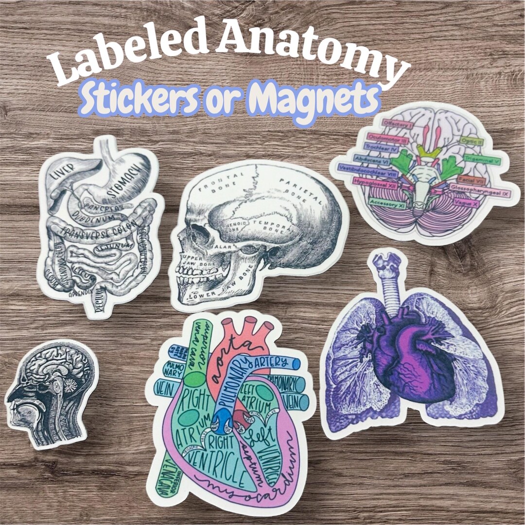 Anatomy Labeled Diagram Stickers / Human Body Art Stickers or Magnets ...