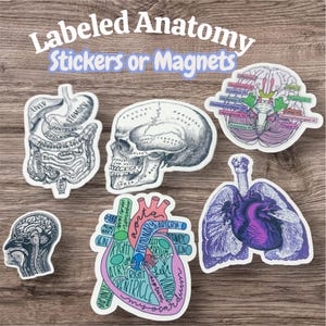 Pegatinas con diagramas de anatomía etiquetados / Pegatinas o imanes de arte del cuerpo humano