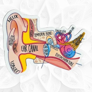 Ear Human Anatomy Labeled / Biology Science Sticker/  Ear Diagram Study Guide Sticker/ Educational Ear Reference Sticker