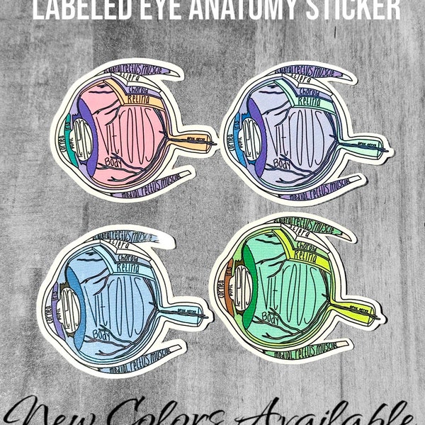 Anatomical EYE Sticker /Labeled Eye Anatomy / Student Future Nurse or Medical Study Guide  Vinyl Decal Stickers