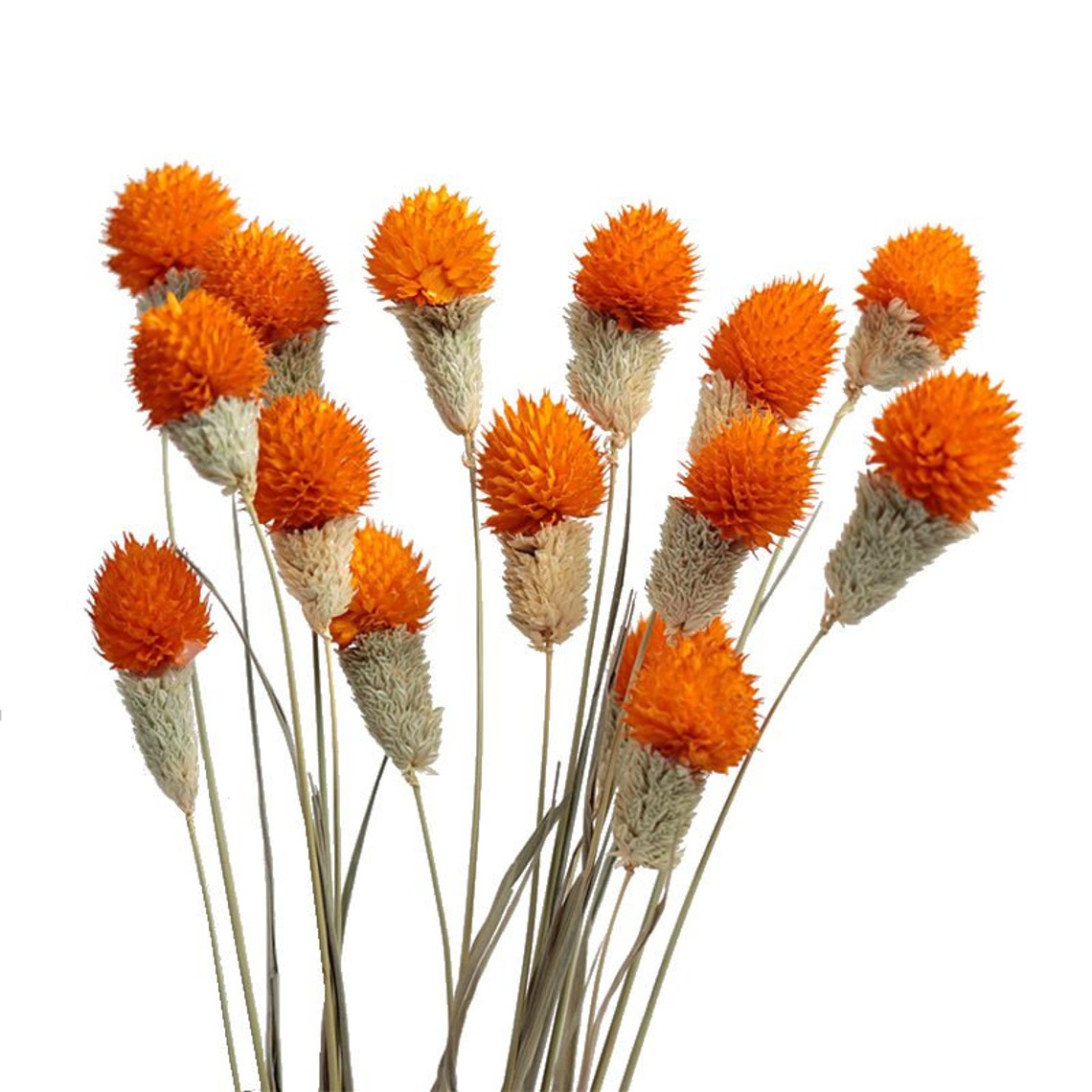 10 Stems Dried Flower dried Globe Amaranth natural Etsy