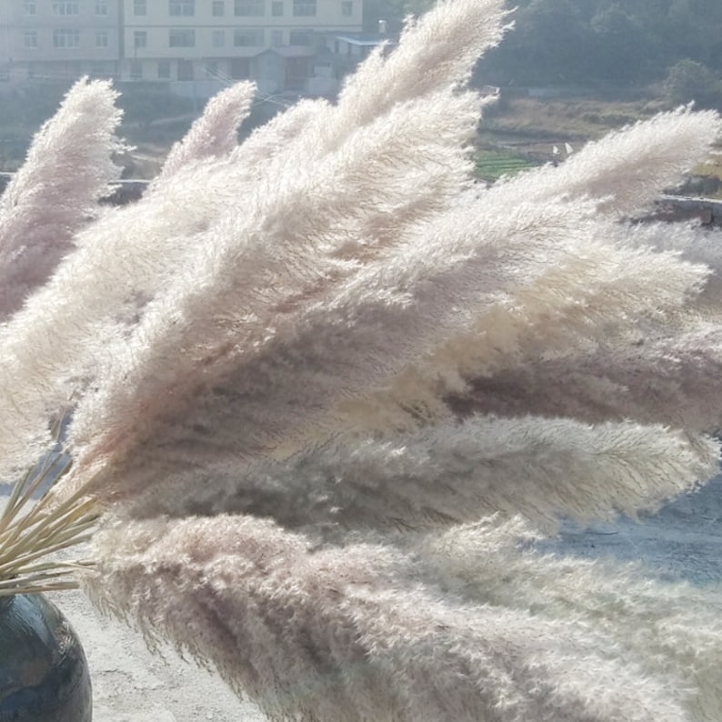 5pcs gray extra large pampas grassdried pampas grass Etsy