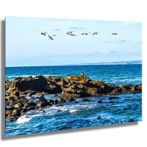 Fotografía de La Jolla Cove, California: Leones marinos en las rocas con gaviotas en vuelo. Arte mural de vida silvestre costera. Impresión de naturaleza con vista al océano.