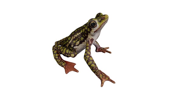 World's First 3D Captured Creatures - Rio Faisanes Stubfoot Toad - Ethically Scanned From the Real Animal