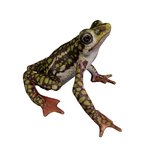 World's First 3D Captured Creatures - Rio Faisanes Stubfoot Toad - Ethically Scanned From the Real Animal
