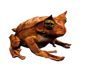 World&#39;s First 3D Captured Creatures - Horned Marsupial Frog - Ethically Scanned From the Real Animal