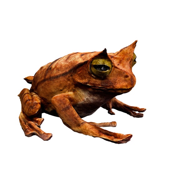 World's First 3D Captured Creatures - Horned Marsupial Frog - Ethically Scanned From the Real Animal