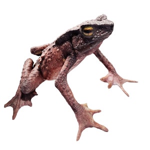 World&#39;s First 3D Captured Creatures - Tandayapa Andean Toad - Ethically Scanned From the Real Animal