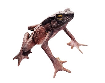 World&#39;s First 3D Captured Creatures - Tandayapa Andean Toad - Ethically Scanned From the Real Animal