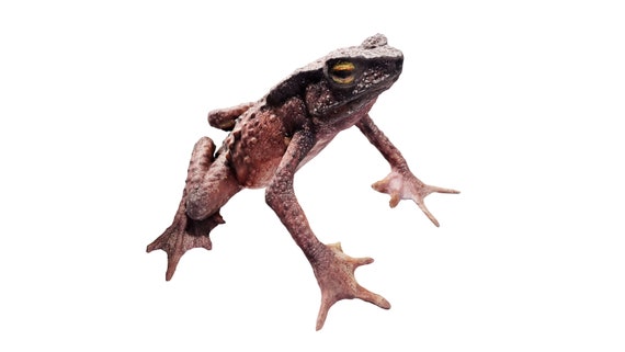 World's First 3D Captured Creatures - Tandayapa Andean Toad - Ethically Scanned From the Real Animal