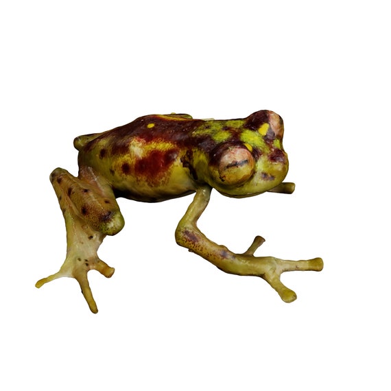 World's First 3D Captured Creatures - Mindo Glassfrog - Ethically Scanned From the Real Animal