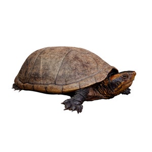 World&#39;s First 3D Captured Creatures - White-Lipped Mud Turtle - Ethically Scanned From the Real Animal