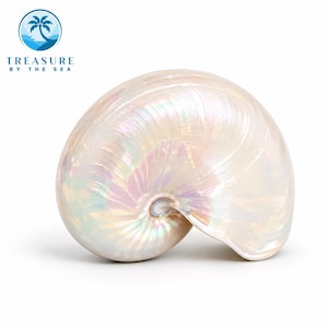 Nautilus Shell Rare