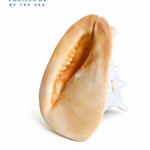 Rare Extra Large Helmet Shell Cassis Conuta from the Ocean