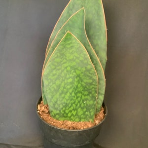 Sansevieria masoniana VICTORIA