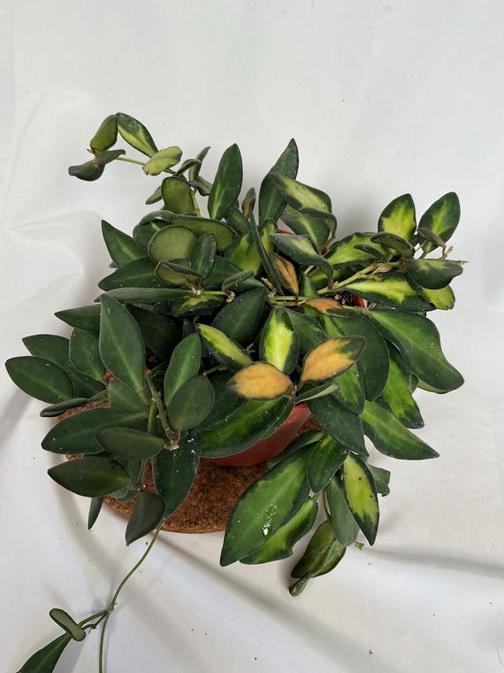 Hoya Burtoniae Variegata  Hoya DS 70 - Etsy Israel