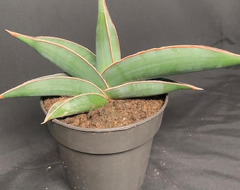 Sansevieria Almond Silver - Etsy UK