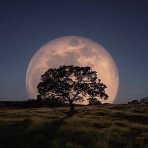 May include: A large, full moon hangs in the night sky, casting a soft glow on a lone tree silhouetted against the moon's surface. The tree stands in a field of tall grass.