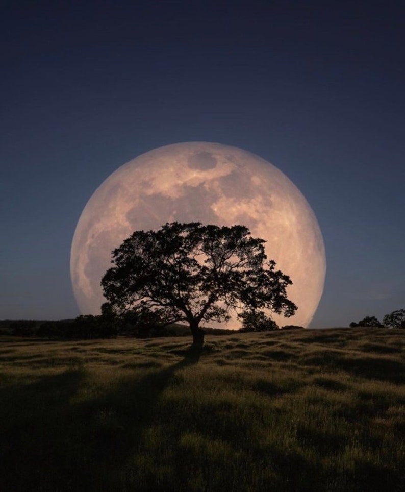 May include: A large, full moon hangs in the night sky, casting a soft glow on a lone tree silhouetted against the moon's surface. The tree stands in a field of tall grass.