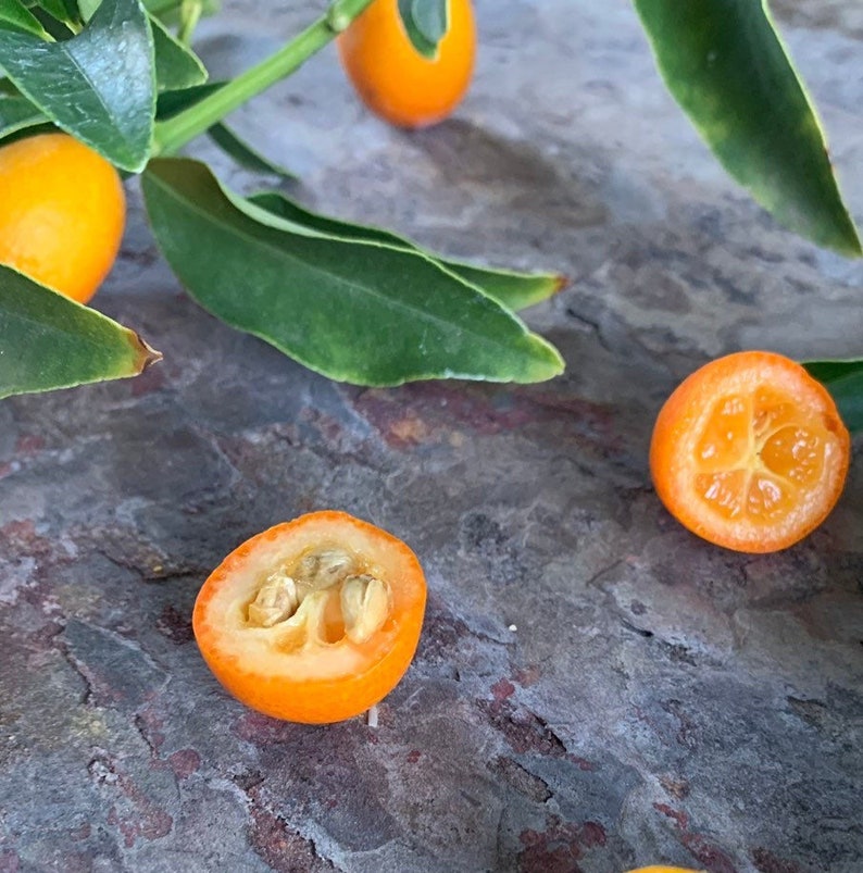 Organic Kumquat Seeds Instructions lot of 10 Plant Your Etsy