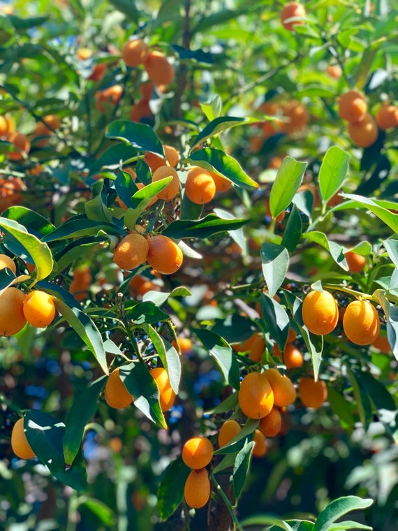 Organic Kumquat Seeds lot of 10 Plant Your Own Citrus Etsy