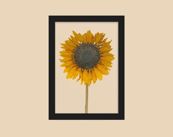 Picture frame sunflower herbarium botany print as living decoration and wall decoration