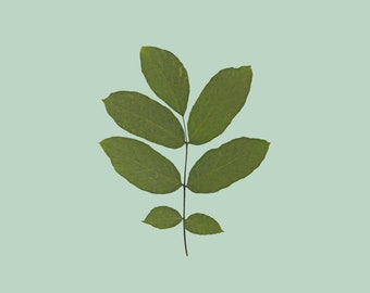 Poster Walnut Leaves Herbarium Botany Digital Print Image