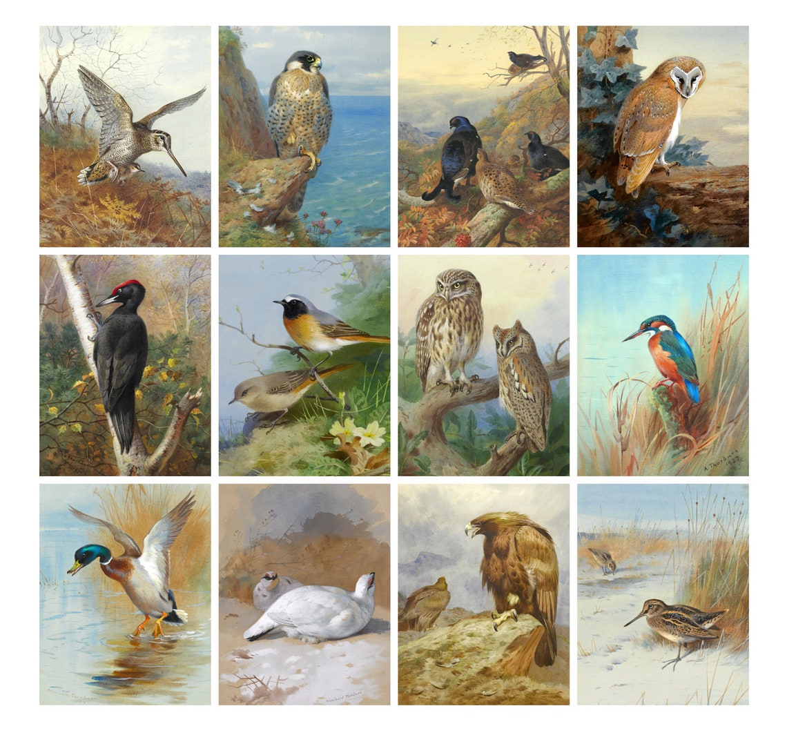 Wall calendar 2023 12 pages 8x11 wild birds by etsy uk