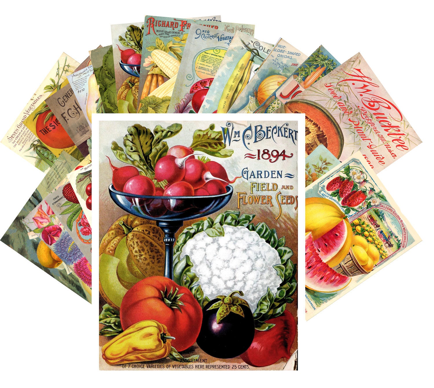 Postcard Set 24 Cards Veges and Fruits Vintage Seed Pocket Etsy