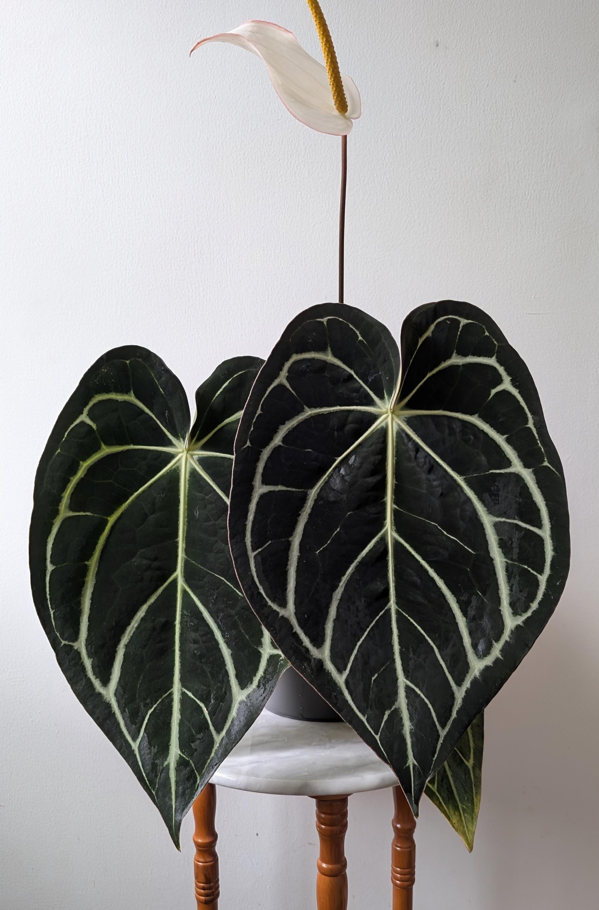 Anthurium Forgetii X Carlablackiae - Exact Plant - Etsy