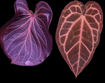 Anthurium (carla X Besseae Aff) X (carlablackiae X Ace of