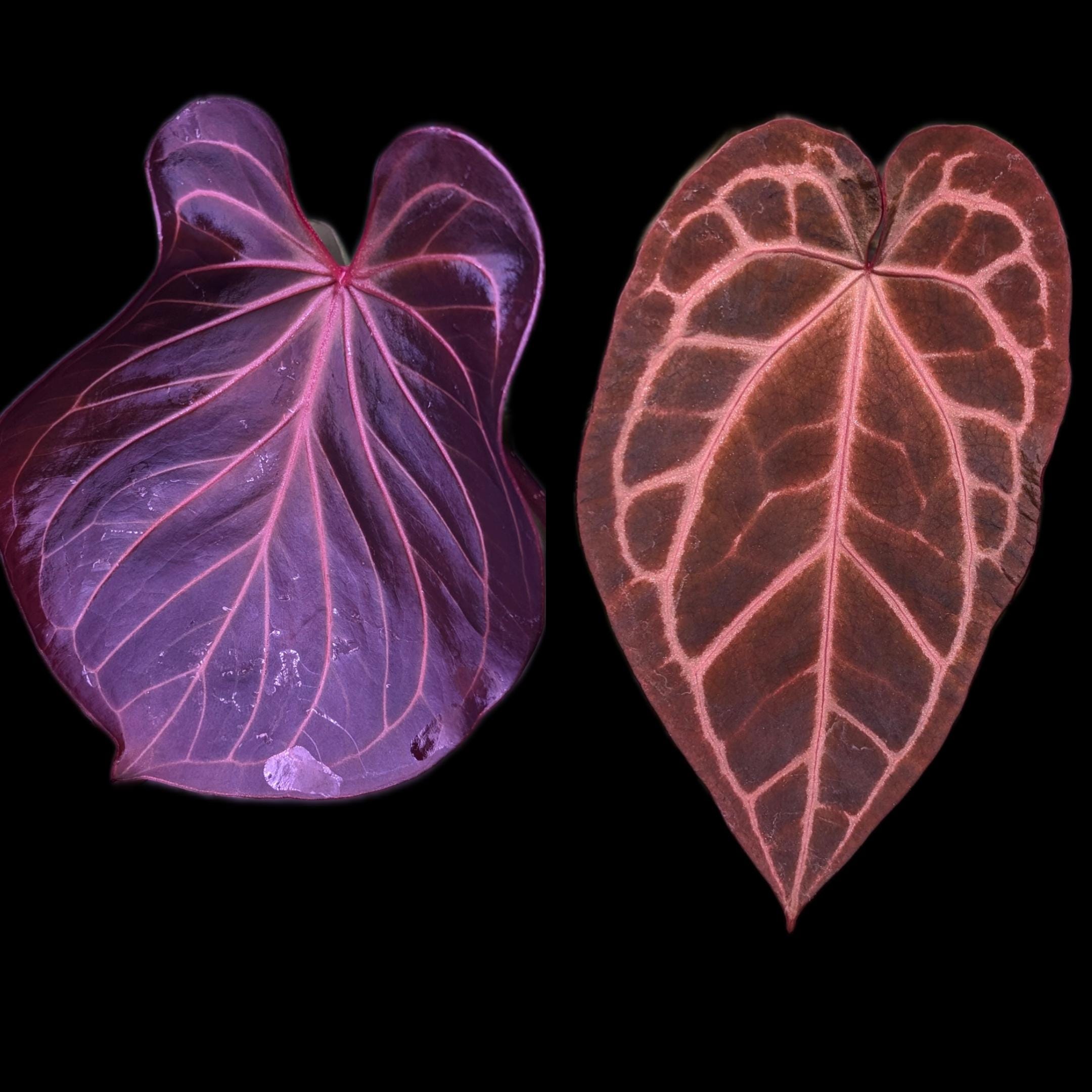Anthurium KOS/HU (King of spades) x Red crystallinum – Aroid