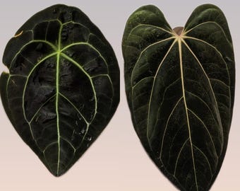 NSE Anthurium Papillilaminum RA Unnumbered Self X Scott Cohen
