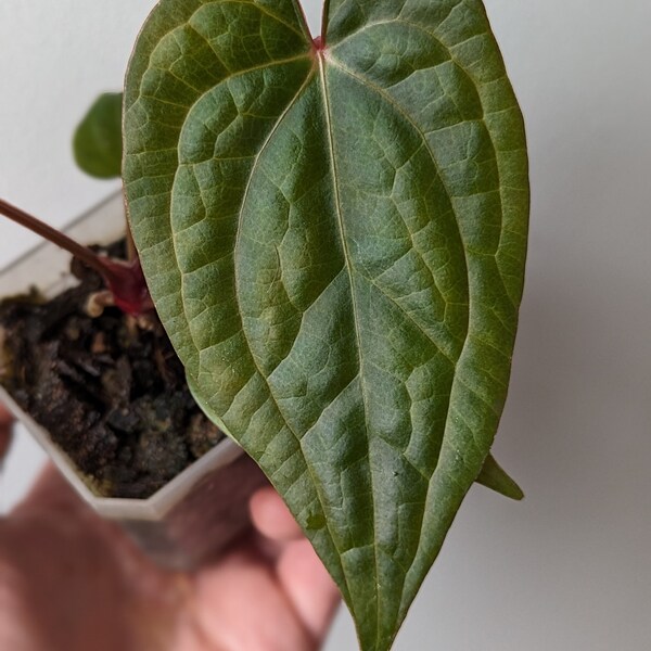 Anthurium OG Mag x Lux 'Mickey Mouse' - Seed Grown