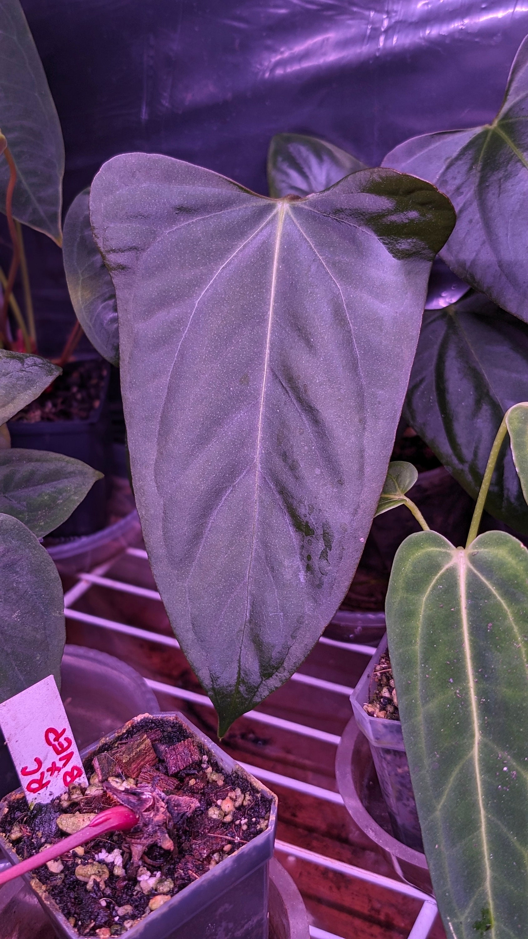 Anthurium Indo Portillae - Exact Plant in Video! - Etsy