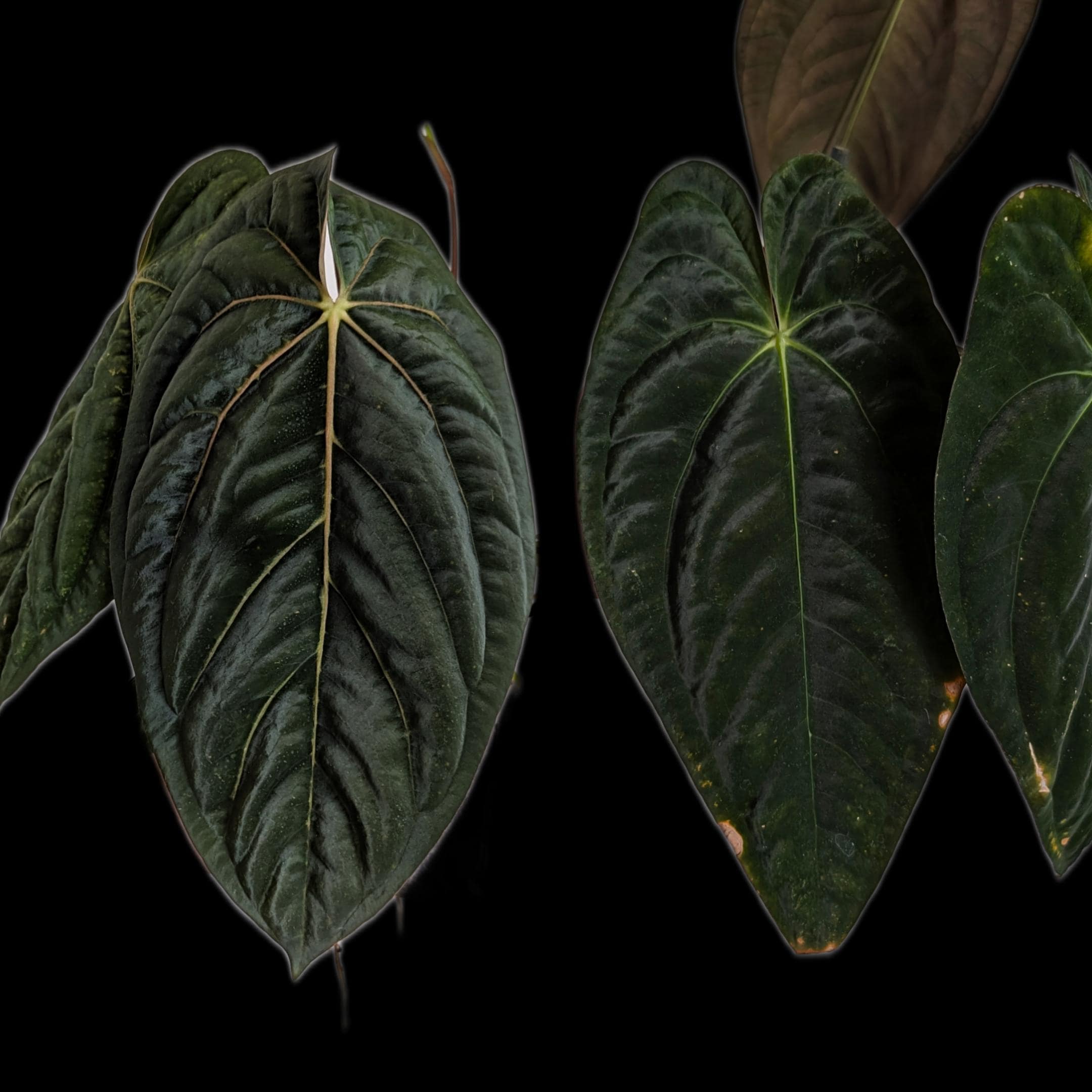 Anthurium Dressleri X 自繁殖株