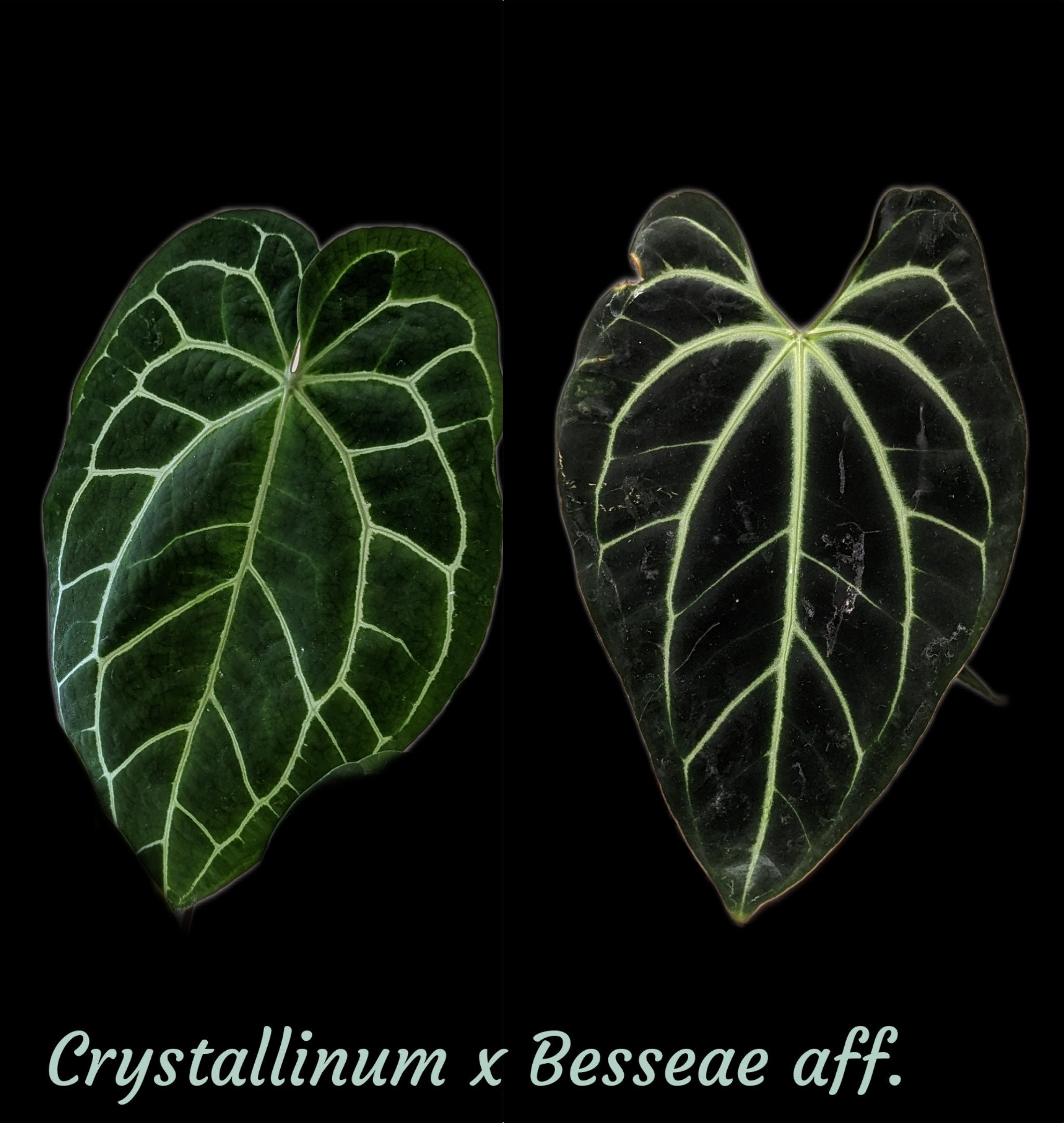 Anthurium Crystallinum X Besseae Aff. Seedling - Etsy