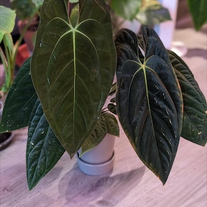 Anthurium Hybrid - (RL X FS) X Dark Phoenix F2 - Exact Plant Shown