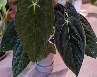 Seed Grown Anthurium Black Sweet X Fort Sherman Starter Plant (ALL