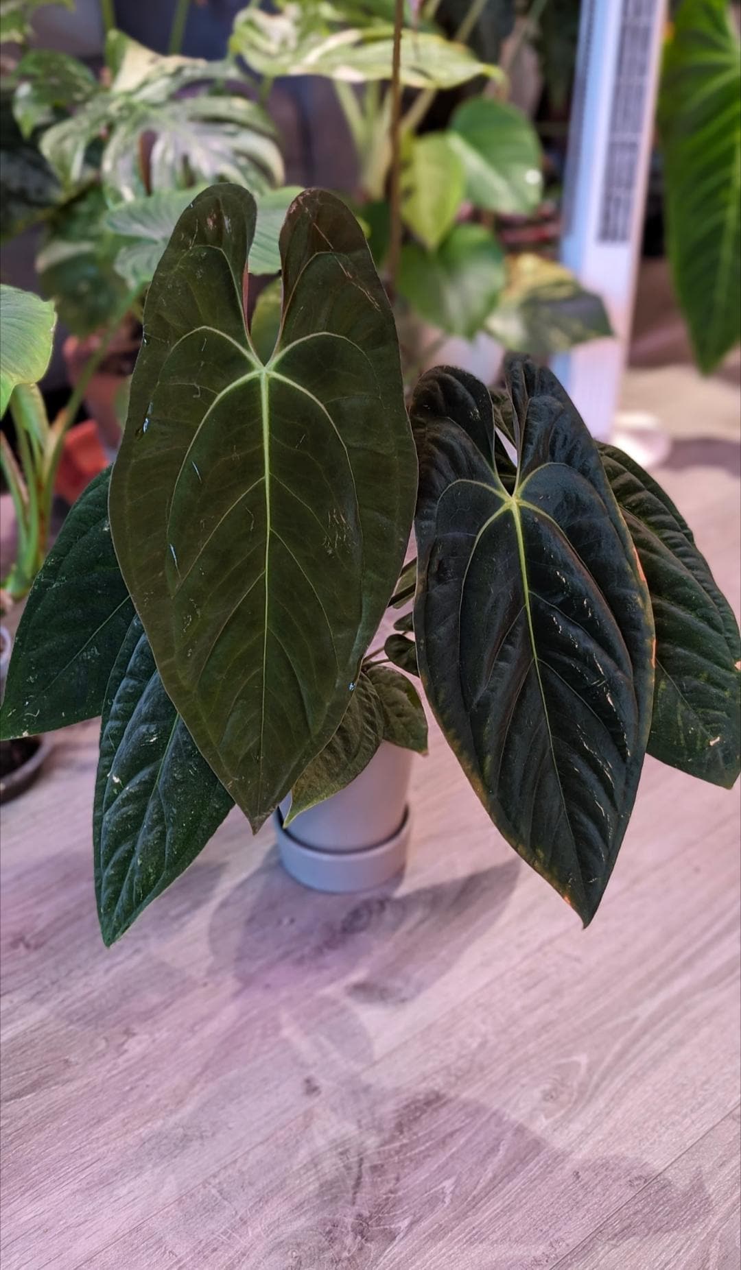 Anthurium Red Vein Dark Phoenix - Etsy