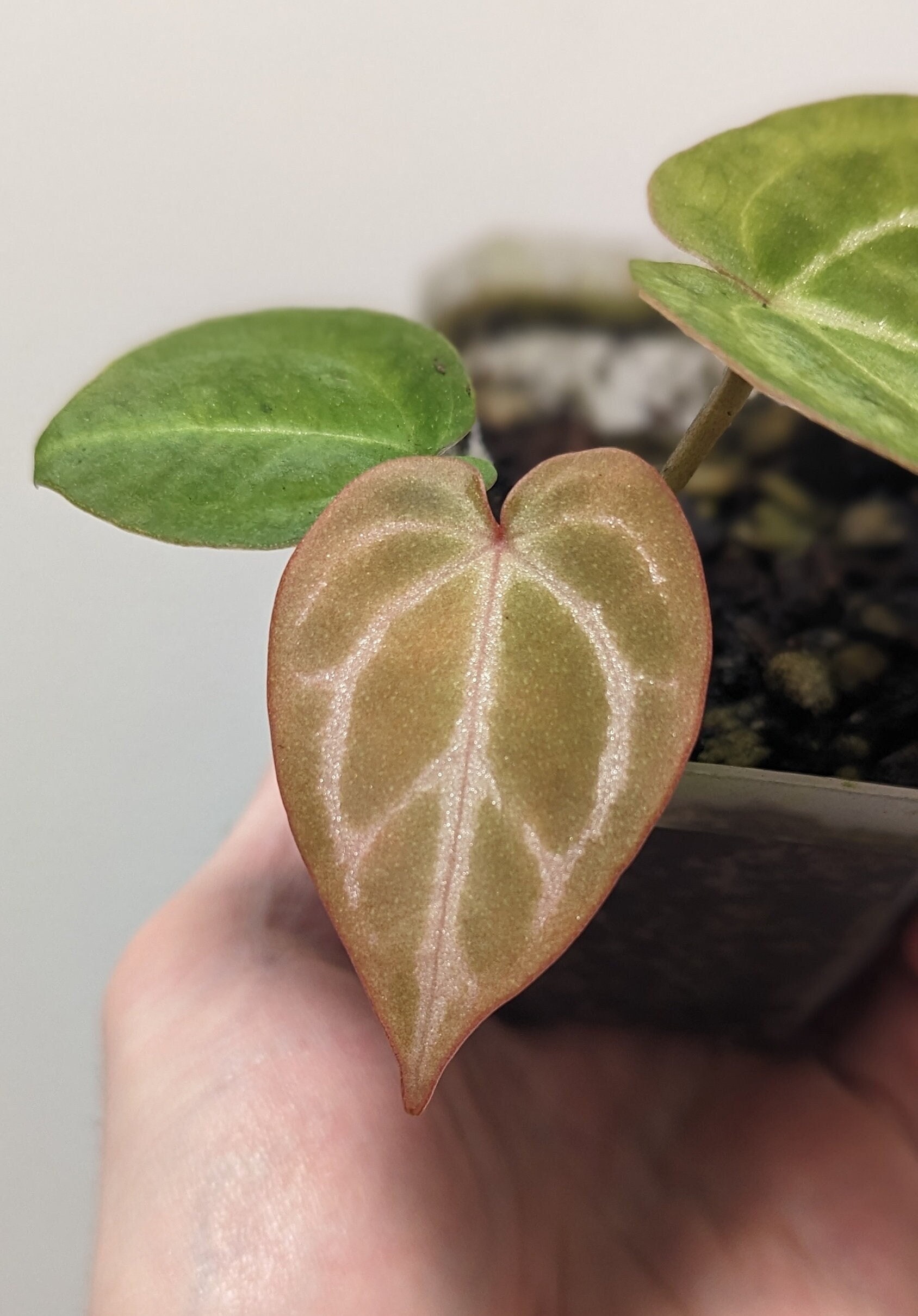 Anthurium (crystal X Mag) X (zara X Michelle) Seedling - Etsy