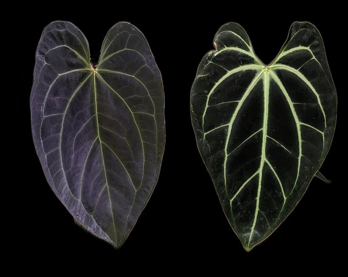 Anthurium Black Cherry pap f2 • germinated seeds main image 1