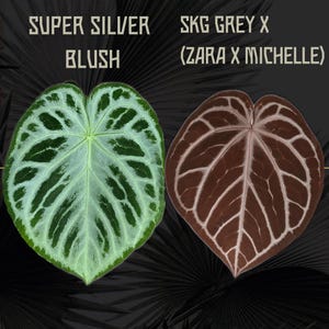 Anthurium Skg Silver - Etsy