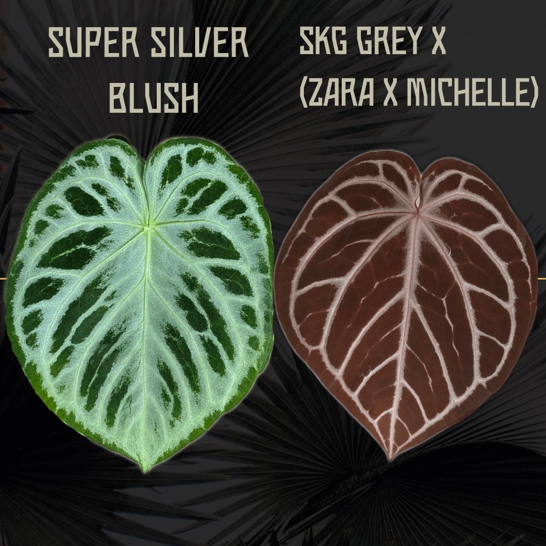 Anthurium Michelle X Zara Doc Block - Etsy
