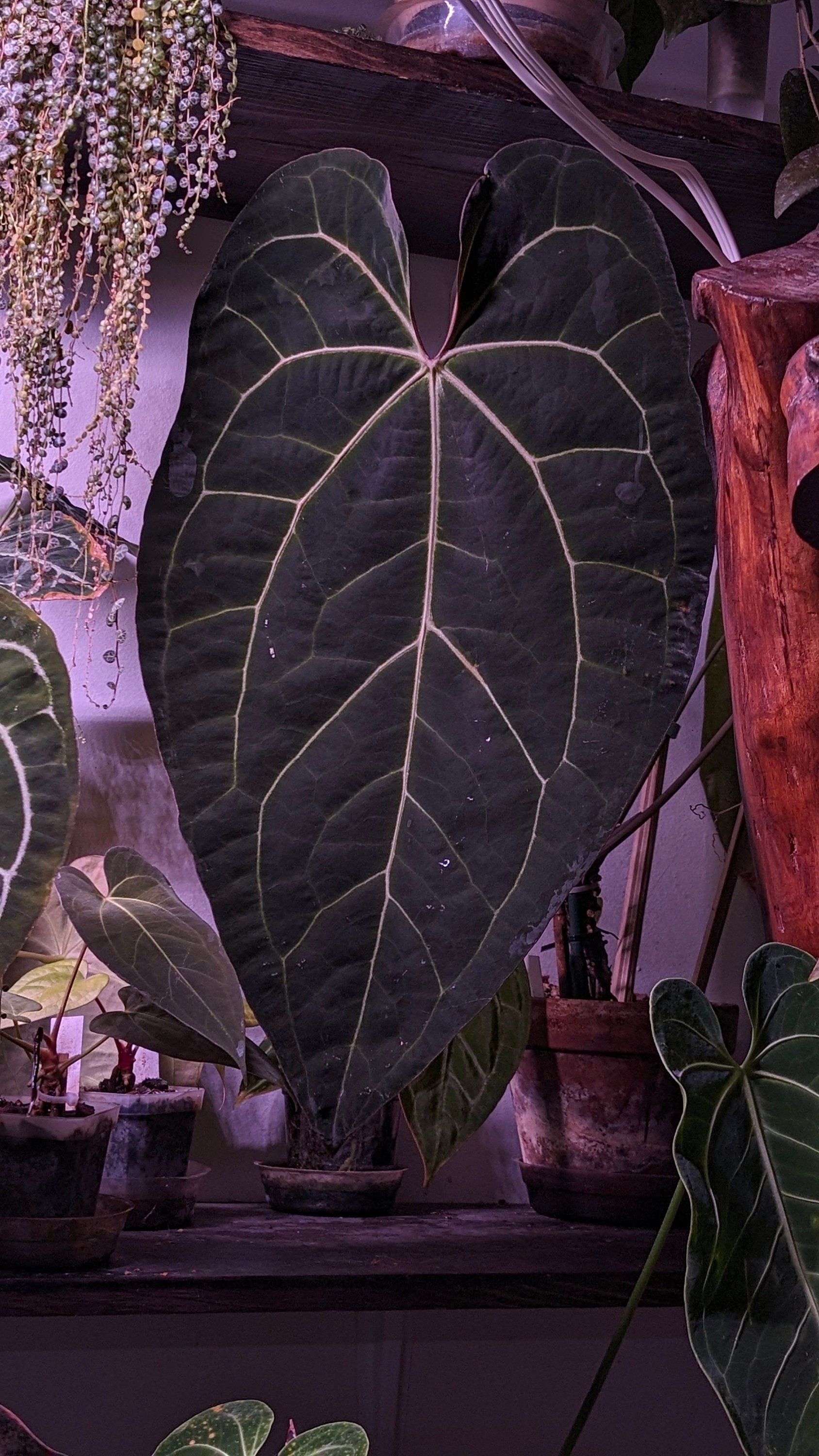 Anthurium Ace of Spades DF X Crystal DF S1 - Exact Seedling - Etsy