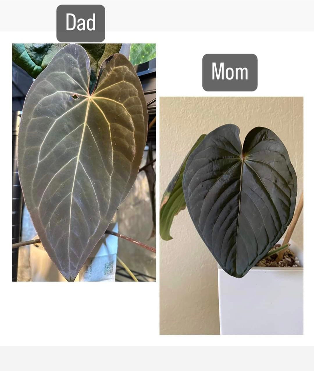 Anthurium (kunayalense X Carlablackiae) X (pap RL X FS) X Red Crystal - Etsy