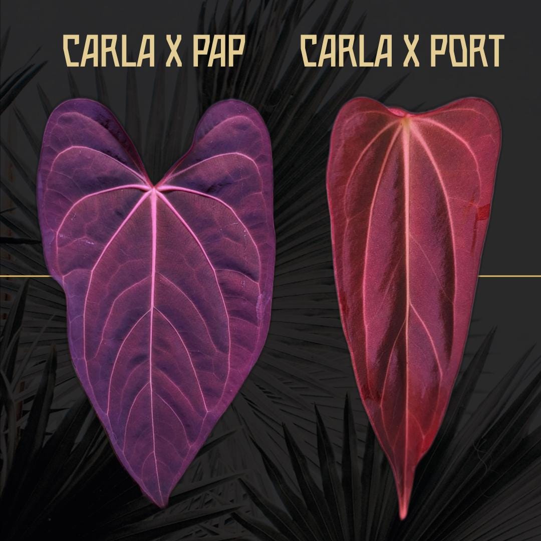 Anthurium (carla X Pap) X (carla X Port) - One Seedling - Grower's