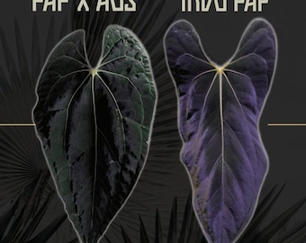 Seed Grown Anthurium King of Spades X Portillae Starter Plant (ALL