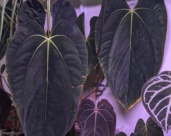 Anthurium Forgetii X Carlablackiae - Exact Plant - Etsy