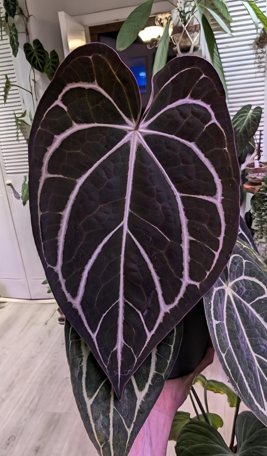 Anthurium Forgetii X Carlablackiae - Exact Plant - Etsy